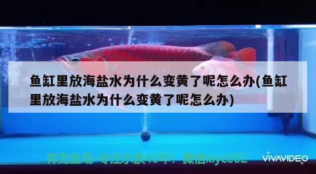 鱼缸里放海盐水为什么变黄了呢怎么办(鱼缸里放海盐水为什么变黄了呢怎么办)