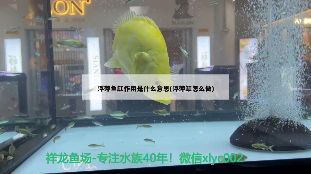 浮萍鱼缸作用是什么意思(浮萍缸怎么做) 黄鳍鲳鱼
