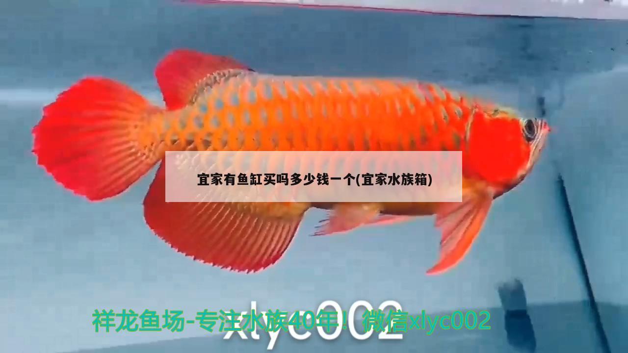 宜家有鱼缸买吗多少钱一个(宜家水族箱) 鱼缸/水族箱