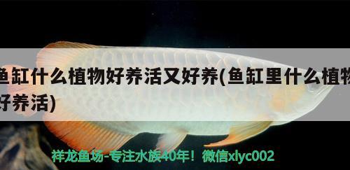 鱼缸什么植物好养活又好养(鱼缸里什么植物好养活)