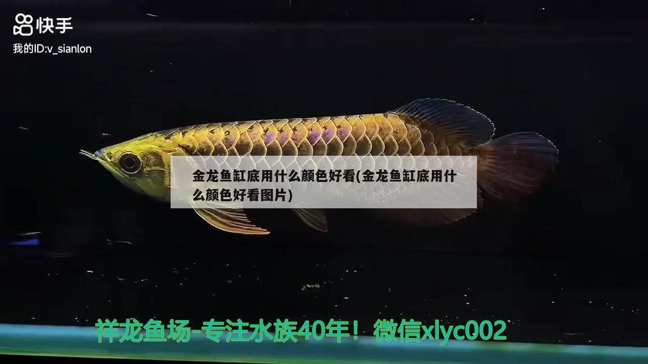 金龙鱼缸底用什么颜色好看(金龙鱼缸底用什么颜色好看图片)