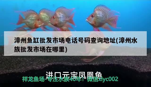 漳州鱼缸批发市场电话号码查询地址(漳州水族批发市场在哪里)