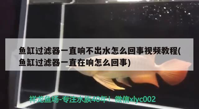 鱼缸过滤器一直响不出水怎么回事视频教程(鱼缸过滤器一直在响怎么回事)