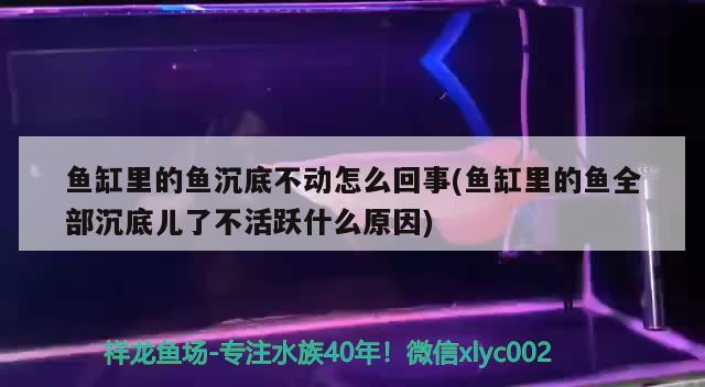 鱼缸里的鱼沉底不动怎么回事(鱼缸里的鱼全部沉底儿了不活跃什么原因) 龙凤鲤鱼 第2张