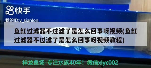 鱼缸过滤器不过滤了是怎么回事呀视频(鱼缸过滤器不过滤了是怎么回事呀视频教程) 广州龙鱼批发市场