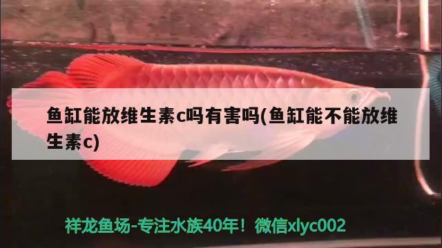 鱼缸能放维生素c吗有害吗(鱼缸能不能放维生素c) 广州祥龙国际水族贸易