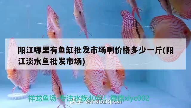 阳江哪里有鱼缸批发市场啊价格多少一斤(阳江淡水鱼批发市场) 黄金斑马鱼