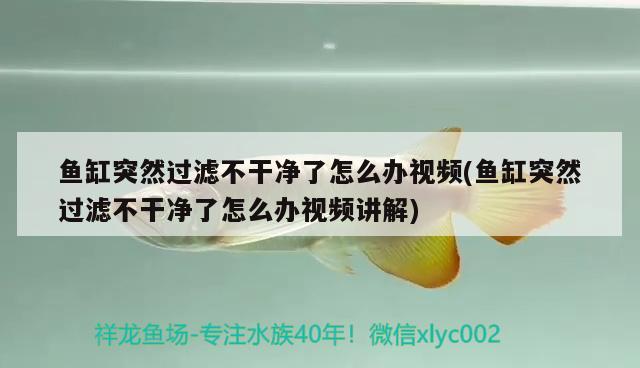 鱼缸突然过滤不干净了怎么办视频(鱼缸突然过滤不干净了怎么办视频讲解)