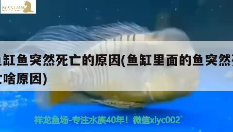 鱼缸鱼突然死亡的原因(鱼缸里面的鱼突然死亡啥原因) 喷点菠萝鱼