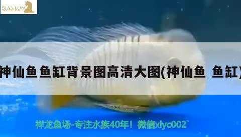 神仙鱼鱼缸背景图高清大图(神仙鱼鱼缸) 广州水族批发市场