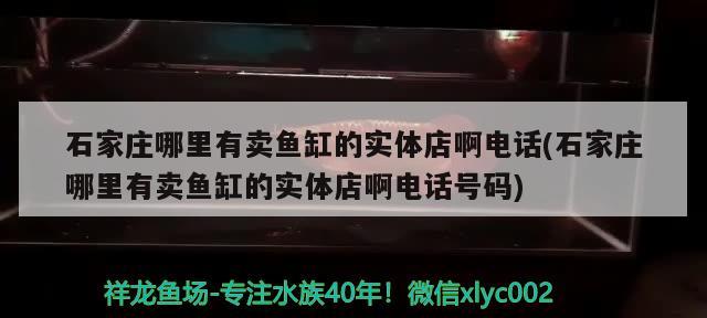 石家庄哪里有卖鱼缸的实体店啊电话(石家庄哪里有卖鱼缸的实体店啊电话号码)