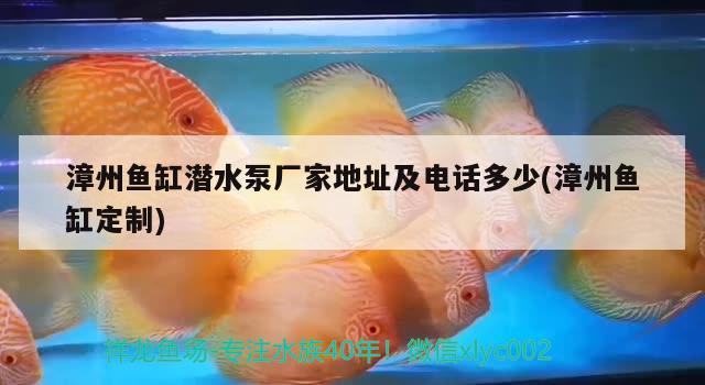 漳州鱼缸潜水泵厂家地址及电话多少(漳州鱼缸定制) 黑桃A鱼苗