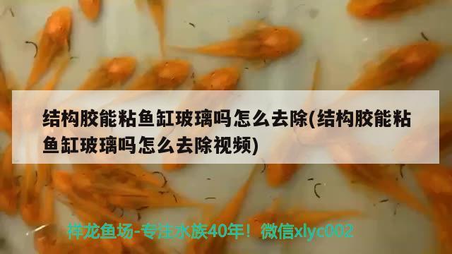 结构胶能粘鱼缸玻璃吗怎么去除(结构胶能粘鱼缸玻璃吗怎么去除视频)