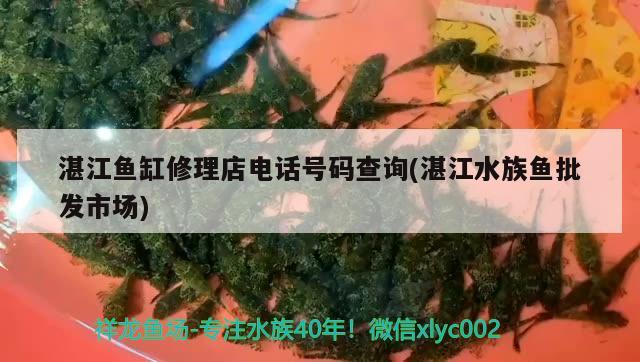 湛江鱼缸修理店电话号码查询(湛江水族鱼批发市场) 福满钻鱼