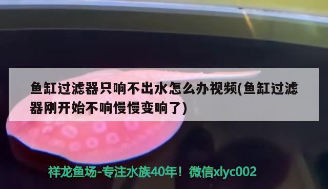 鱼缸过滤器只响不出水怎么办视频(鱼缸过滤器刚开始不响慢慢变响了)