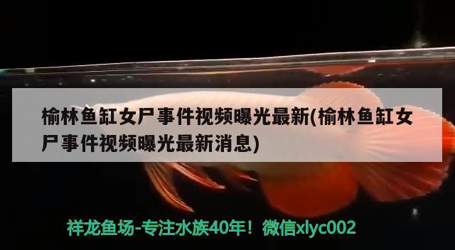 榆林鱼缸女尸事件视频曝光最新(榆林鱼缸女尸事件视频曝光最新消息)