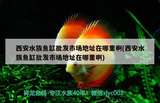 西安水族鱼缸批发市场地址在哪里啊(西安水族鱼缸批发市场地址在哪里啊)