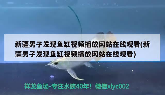 新疆男子发现鱼缸视频播放网站在线观看(新疆男子发现鱼缸视频播放网站在线观看) 七彩神仙鱼