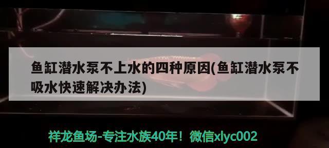 鱼缸潜水泵不上水的四种原因(鱼缸潜水泵不吸水快速解决办法) 热带鱼鱼苗批发