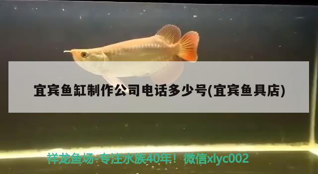 宜宾鱼缸制作公司电话多少号(宜宾鱼具店) 观赏鱼水族批发市场