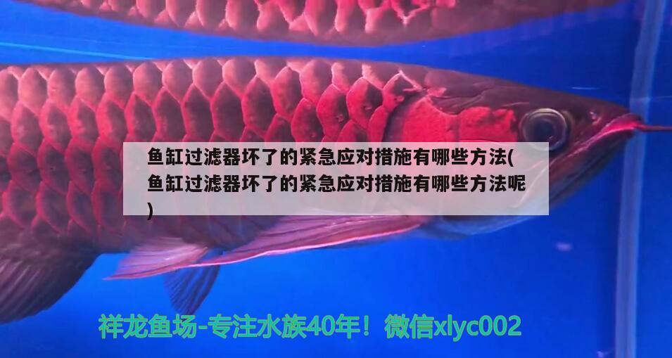 鱼缸过滤器坏了的紧急应对措施有哪些方法(鱼缸过滤器坏了的紧急应对措施有哪些方法呢) 锦鲤鱼