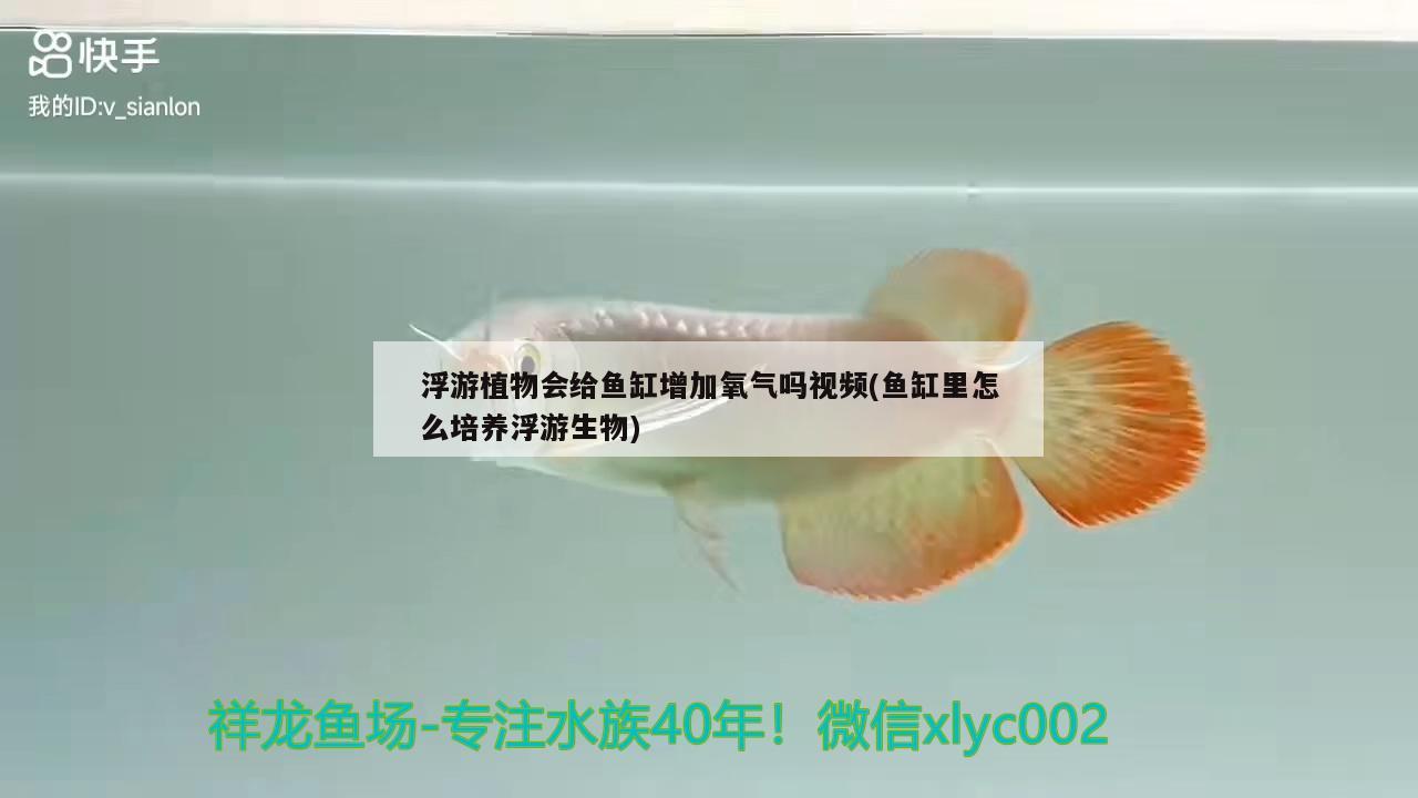 浮游植物会给鱼缸增加氧气吗视频(鱼缸里怎么培养浮游生物)