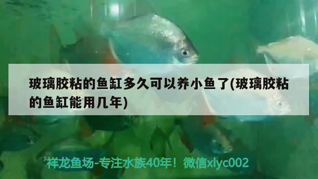 玻璃胶粘的鱼缸多久可以养小鱼了(玻璃胶粘的鱼缸能用几年) 女王大帆鱼