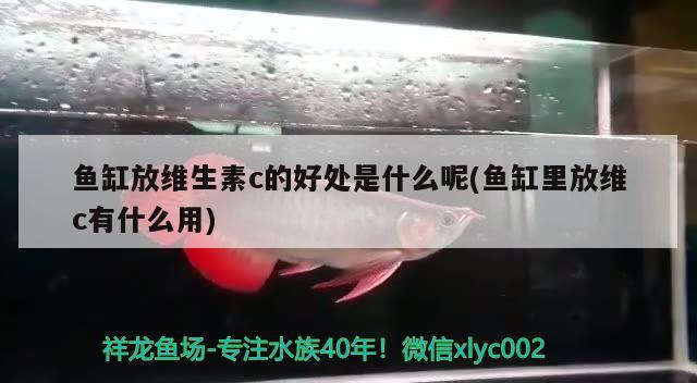 鱼缸放维生素c的好处是什么呢(鱼缸里放维c有什么用) 红龙福龙鱼