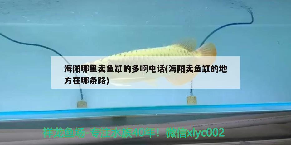 海阳哪里卖鱼缸的多啊电话(海阳卖鱼缸的地方在哪条路) 罗汉鱼批发