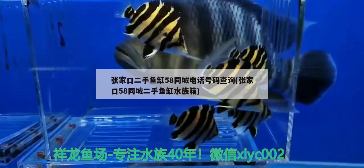 张家口二手鱼缸58同城电话号码查询(张家口58同城二手鱼缸水族箱)