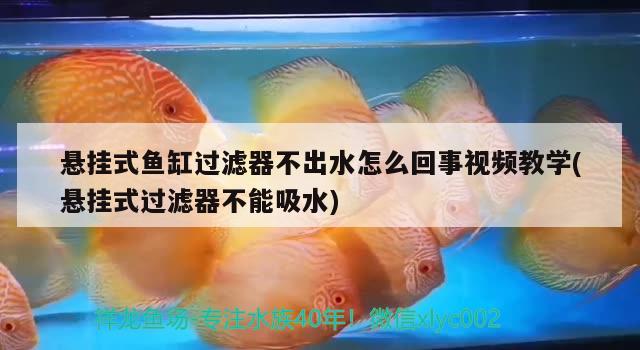 悬挂式鱼缸过滤器不出水怎么回事视频教学(悬挂式过滤器不能吸水) 观赏鱼百科