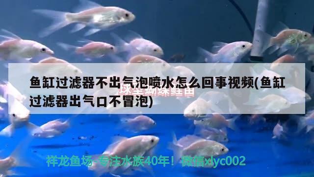 鱼缸过滤器不出气泡喷水怎么回事视频(鱼缸过滤器出气口不冒泡) 水族杂谈