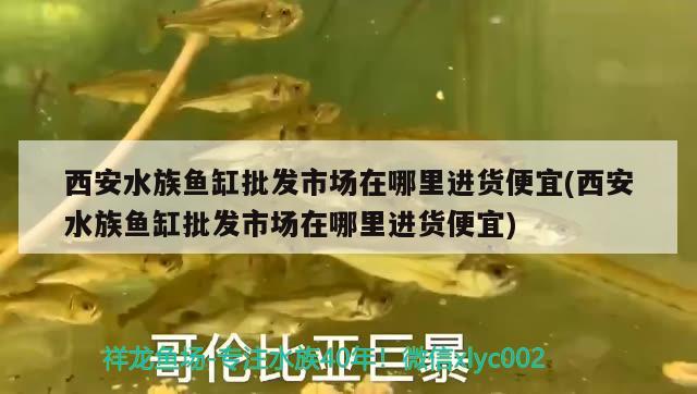 西安水族鱼缸批发市场在哪里进货便宜(西安水族鱼缸批发市场在哪里进货便宜) 观赏鱼鱼苗