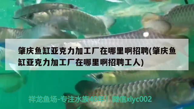 肇庆鱼缸亚克力加工厂在哪里啊招聘(肇庆鱼缸亚克力加工厂在哪里啊招聘工人) 奈及利亚红圆点狗头