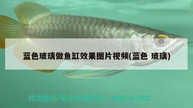 蓝色玻璃做鱼缸效果图片视频(蓝色玻璃) 广州龙鱼批发市场