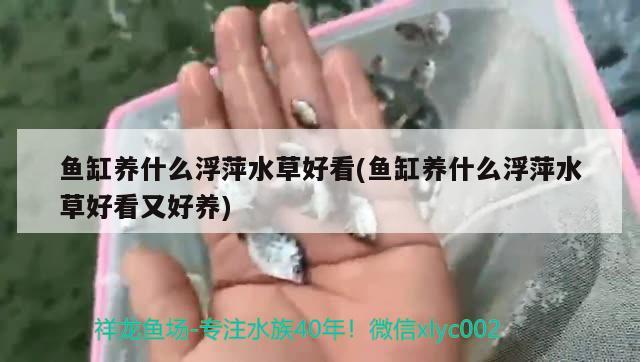 鱼缸养什么浮萍水草好看(鱼缸养什么浮萍水草好看又好养) 水草