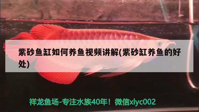 紫砂鱼缸如何养鱼视频讲解(紫砂缸养鱼的好处)