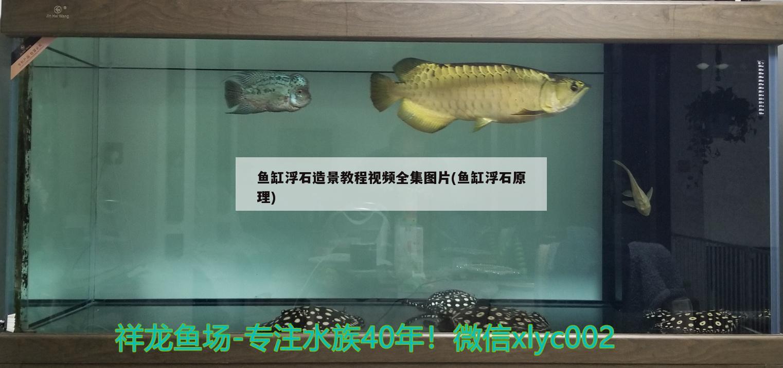 鱼缸浮石造景教程视频全集图片(鱼缸浮石原理)