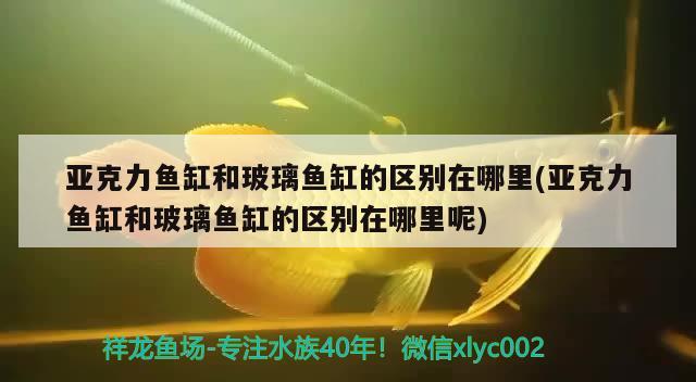 亚克力鱼缸和玻璃鱼缸的区别在哪里(亚克力鱼缸和玻璃鱼缸的区别在哪里呢) 水族品牌