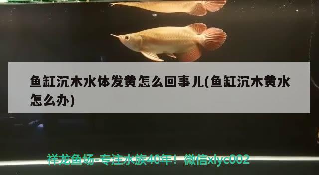 鱼缸沉木水体发黄怎么回事儿(鱼缸沉木黄水怎么办) 白子黄化银龙鱼