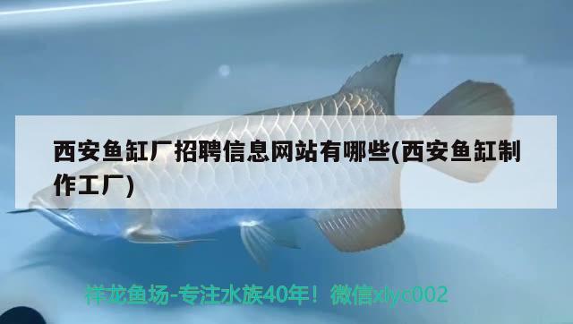 西安鱼缸厂招聘信息网站有哪些(西安鱼缸制作工厂) iwish爱唯希品牌鱼缸