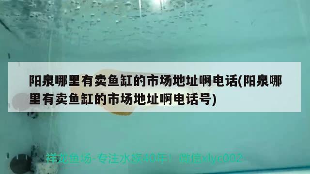 阳泉哪里有卖鱼缸的市场地址啊电话(阳泉哪里有卖鱼缸的市场地址啊电话号) 帝王血钻鱼