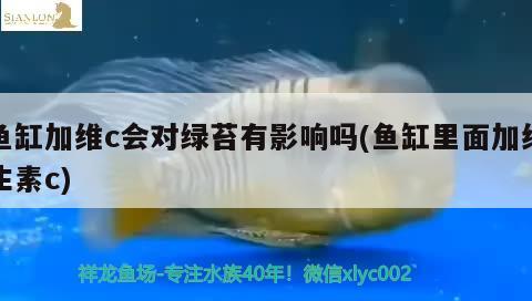 鱼缸加维c会对绿苔有影响吗(鱼缸里面加维生素c) 柠檬鲫