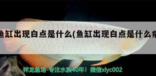 鱼缸出现白点是什么(鱼缸出现白点是什么病) 杰西卡恐龙鱼