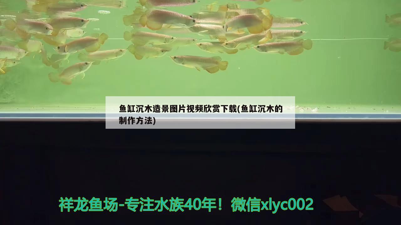 鱼缸沉木造景图片视频欣赏下载(鱼缸沉木的制作方法) 祥龙水族护理水