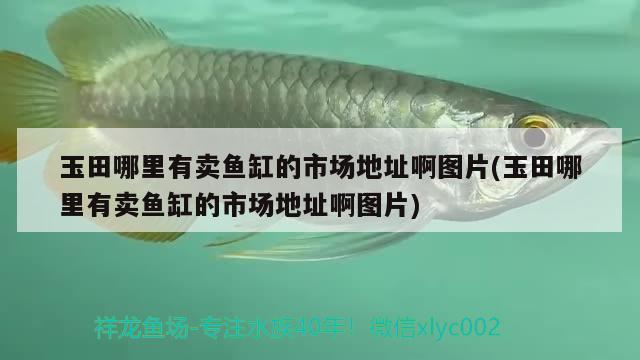 玉田哪里有卖鱼缸的市场地址啊图片(玉田哪里有卖鱼缸的市场地址啊图片)