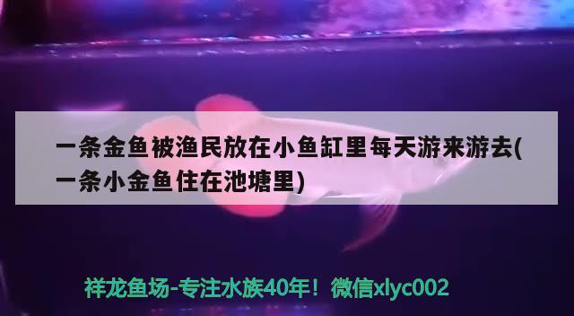 一条金鱼被渔民放在小鱼缸里每天游来游去(一条小金鱼住在池塘里)