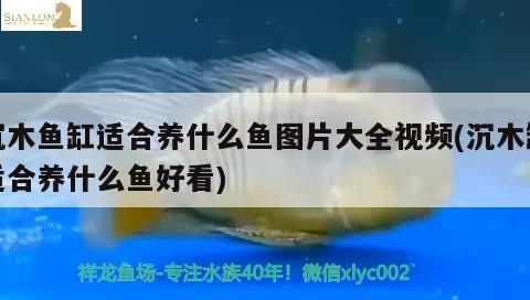 沉木鱼缸适合养什么鱼图片大全视频(沉木缸适合养什么鱼好看)