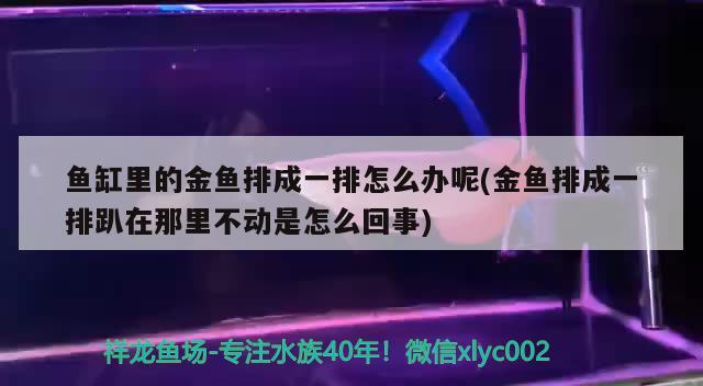 鱼缸里的金鱼排成一排怎么办呢(金鱼排成一排趴在那里不动是怎么回事) 金龙鱼百科