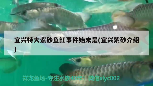 宜兴特大紫砂鱼缸事件始末是(宜兴紫砂介绍) 白写锦鲤鱼